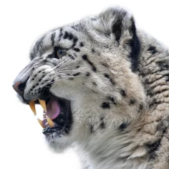 Abwaschbare Fototapete Ein grinsendes Weibchen des Schneeleoparden. Seitengesichtsporträt einer schönen großen Katze. Ein gefährliches Tier mit bloßen Reißzähnen. © olga_gl