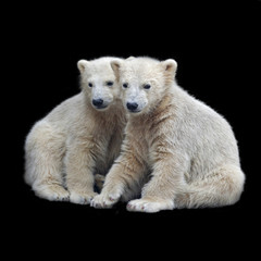 Brotherhood of polar bear cubs