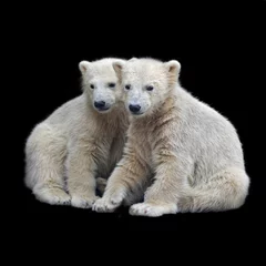 Deurstickers Ijsbeer Broederschap van ijsbeerwelpen