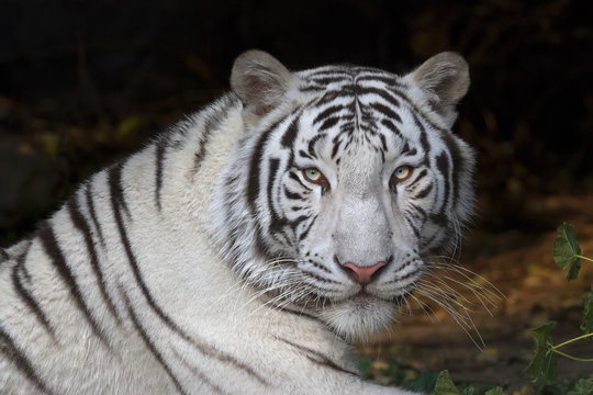 Menacing stare of a white bengal tiger