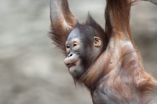 Grimace of an orangutan baby