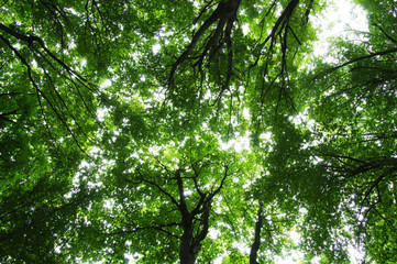 Fototapeta premium Trees