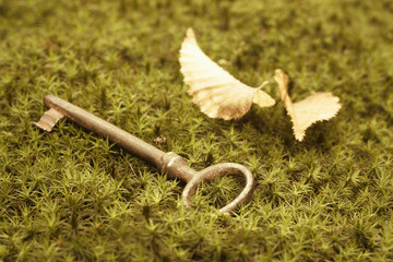 Old lost key lying on the moss