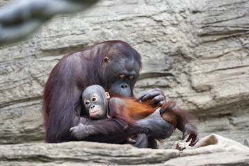 Lovely grooming of a careful orangutan mother