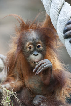 Surprising of an orangutan baby, degusting the world.