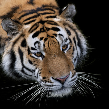 Face portrait of a Siberian tiger above the water