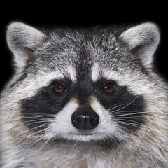 Eye to eye with a raccoon. Cute face of a calm and peaceful animal. Beautiful portrait of a curious...