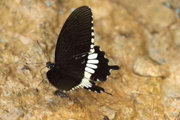  black butterfly