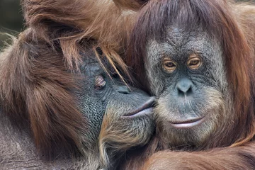 Papier Peint photo Singe Tendresse sauvage chez les orangs-outans. La mère embrasse sa fille adulte.