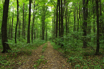 Obraz premium Drzewa