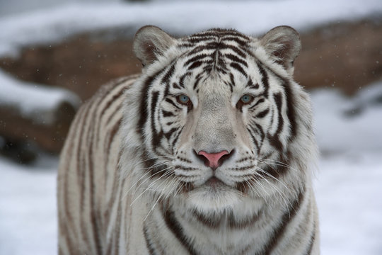 A calm white bengal tiger among snow.