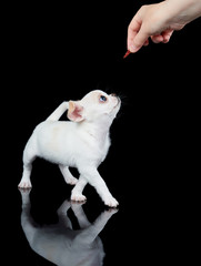 White puppy wants to eat