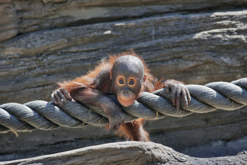 Stare of a young orangutan © olga_gl