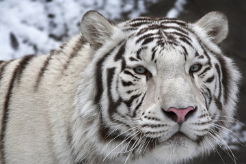Fototapeta na wymiar A macro portrait of a white bengal tiger on black and white background