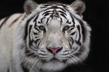 Tableaux ronds sur aluminium brossé Tigre Intérêt pour les yeux d& 39 un jeune tigre blanc du Bengale.
