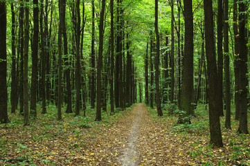 Obraz premium Trees