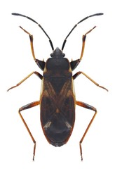 Bug Eremocoris podagricus