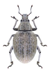 Beetle Attactagenus albinus