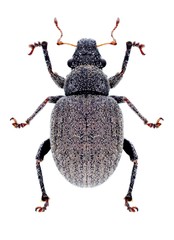 Beetle Strophosoma albosignatum