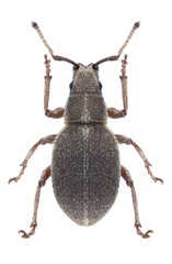 Beetle Ptochus porcellus