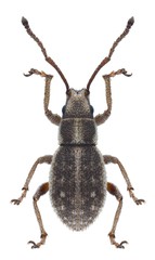 Beetle Ptochus porcellus