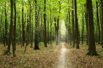 Forest with sunlight