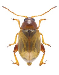 Beetle Psylliodes marcida