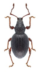 Beetle Otiorhynchus ovatus