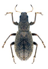 Beetle Polydrusus inustus