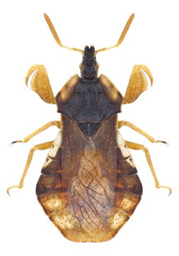 Bug Phymata crassipes