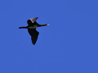 Cormorant in flight
