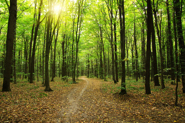 Forest with sunlight