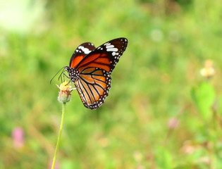 Obraz na płótnie Canvas Butterfly and natural blur green background