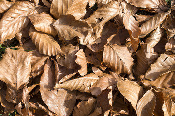 Brown fallen beech leaves on the ground