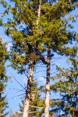 Scout drone in the woods