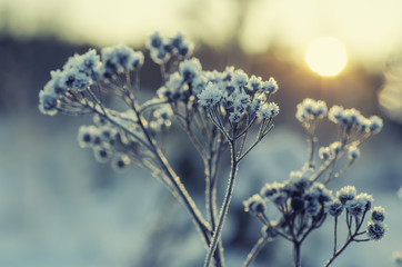 Obraz premium Frozen meadow plant