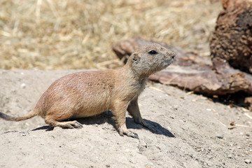 prairie dog nature wildlife