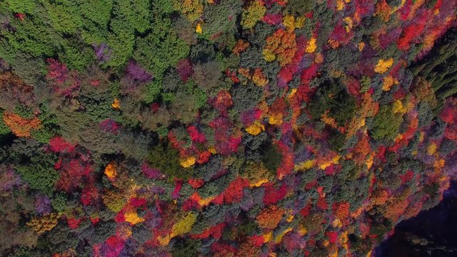 紅葉空撮_04