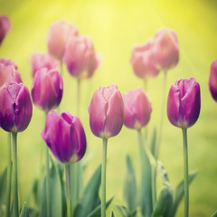 Violet tulip flowers