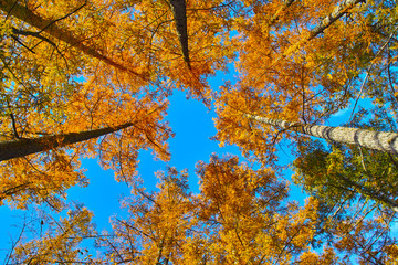 上高地　紅葉したカラマツ林
