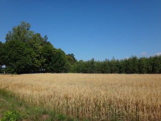 Поле с желтыми колосьями в солнечный осенний день