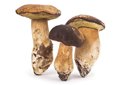 Fresh ripe Boletus edulis mushrooms isolated on white background