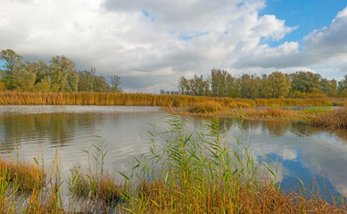 Fototapeta premium Shore of a lake below a blue cloudy sky in autumn