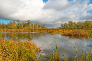 Shore of a lake below a blue cloudy sky in autumn
