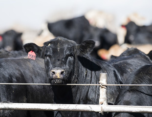 Feedlot Cows in the Muck and Mud