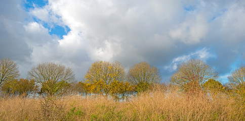 Trees below a blue cloudy sky in autumn