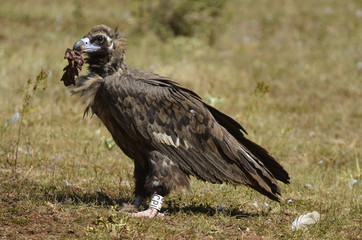 Vautour moine, Aegypius monachus