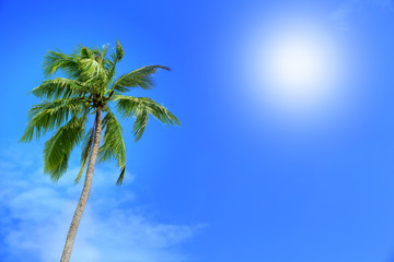 Coconut tree under blue sky