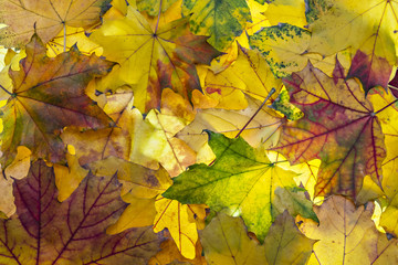 Naklejka na ściany i meble Colorful background with fallen autumn leaves