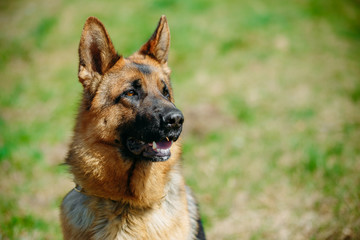 Beautiful Young Brown German Shepherd Dog 